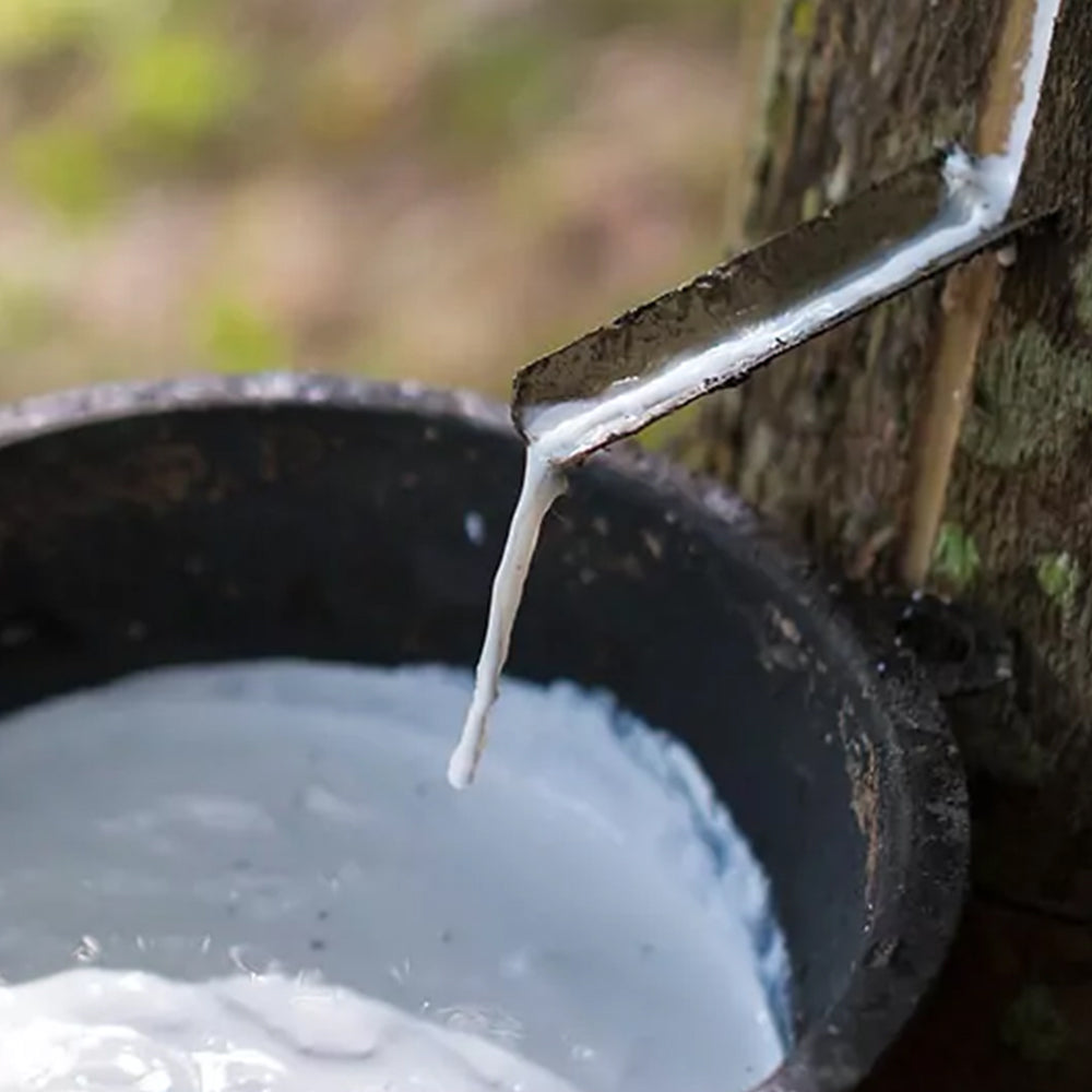 Sioux Crepe Sole - Image of rubber tree sap being poured from tree into container