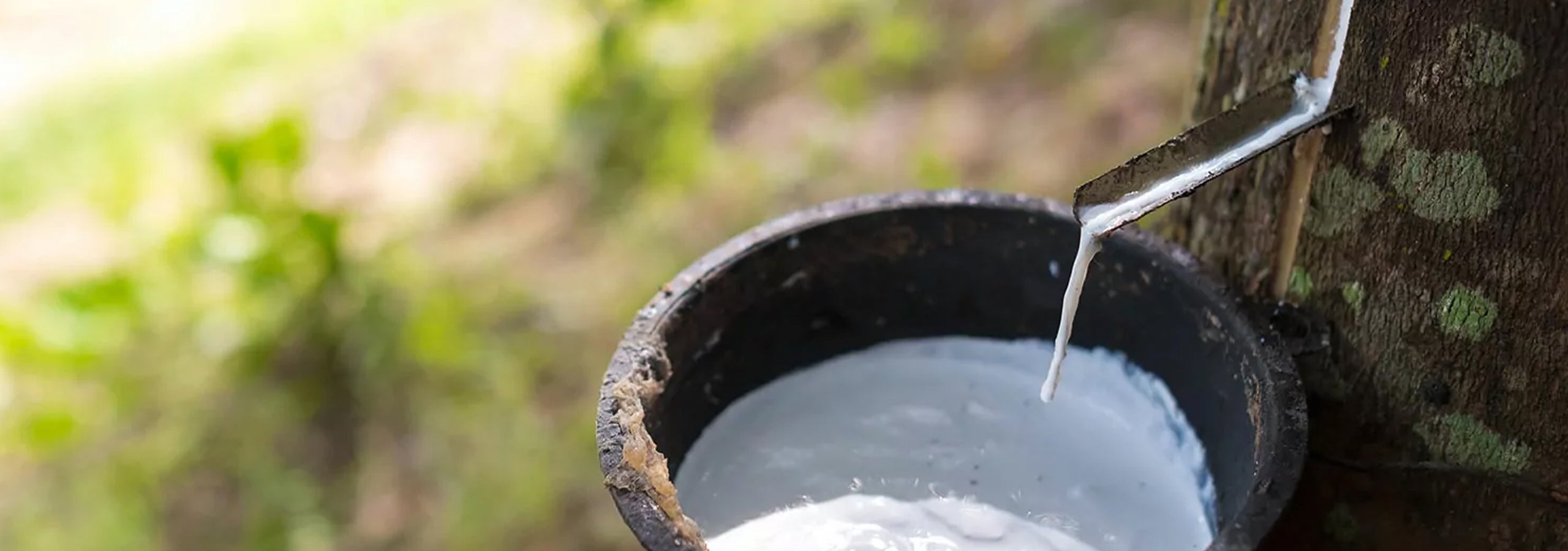 Sioux Crepe Sole - Image of rubber tree sap being poured from tree into container